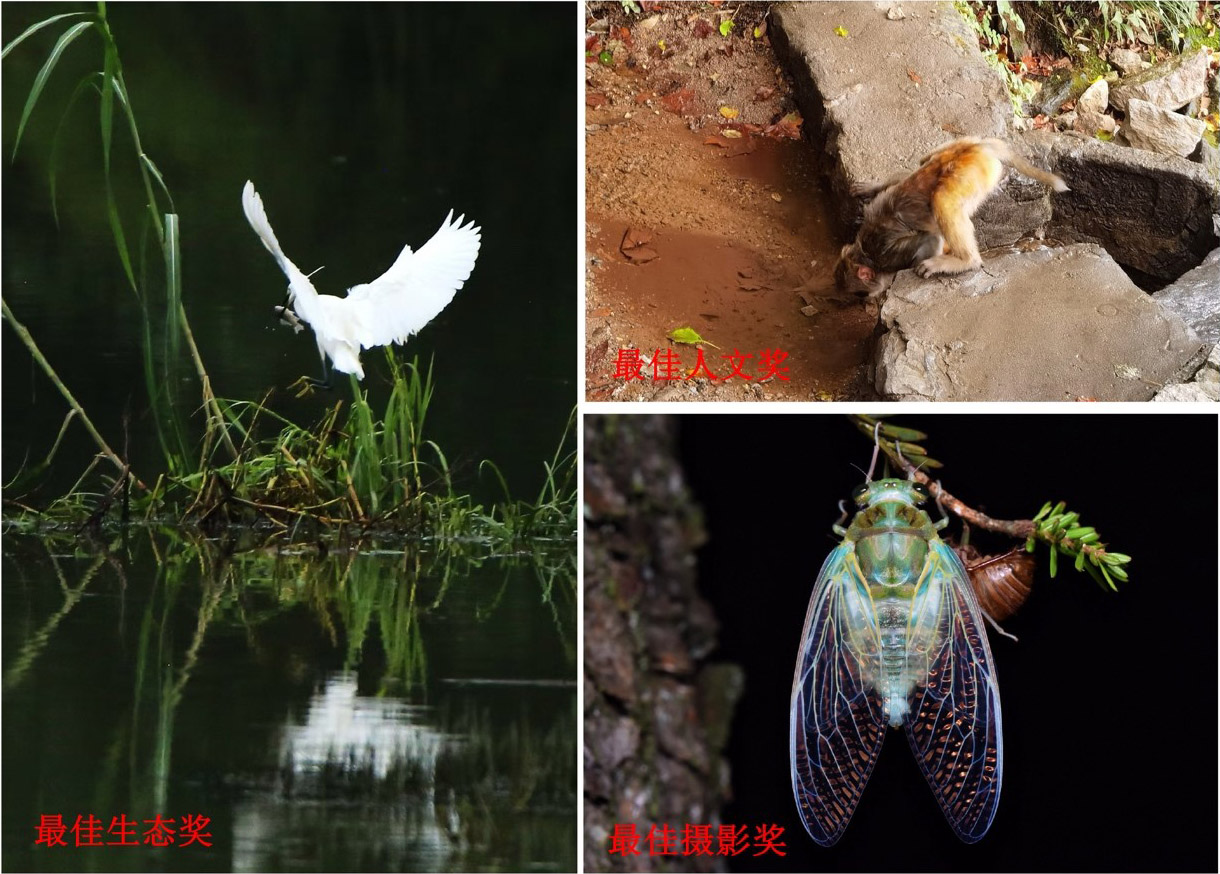 廬山植物園生物多樣性記錄大賽