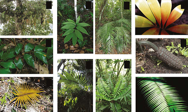 Transcriptome sequencing data provide a solid base to understand the phylogenetic relationships, biogeography and reticulated evolution of the genus Zamia L. (Cycadales: Zamiaceae)